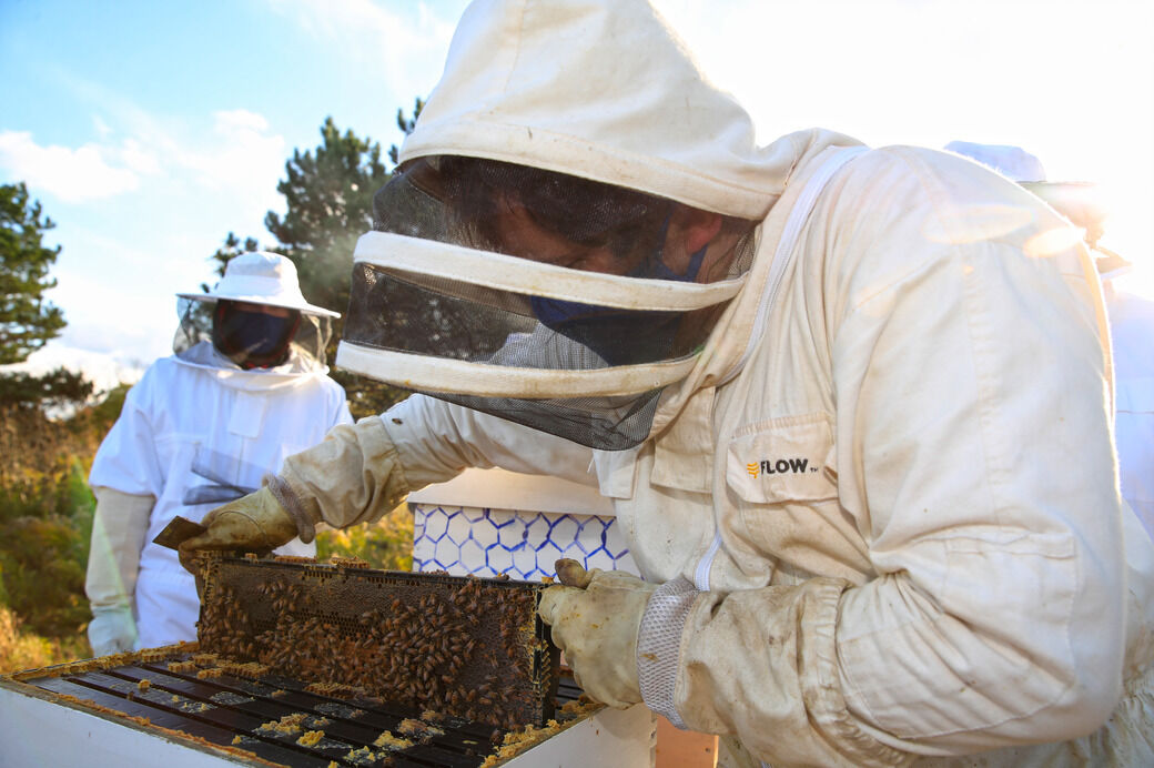 UB bee hives